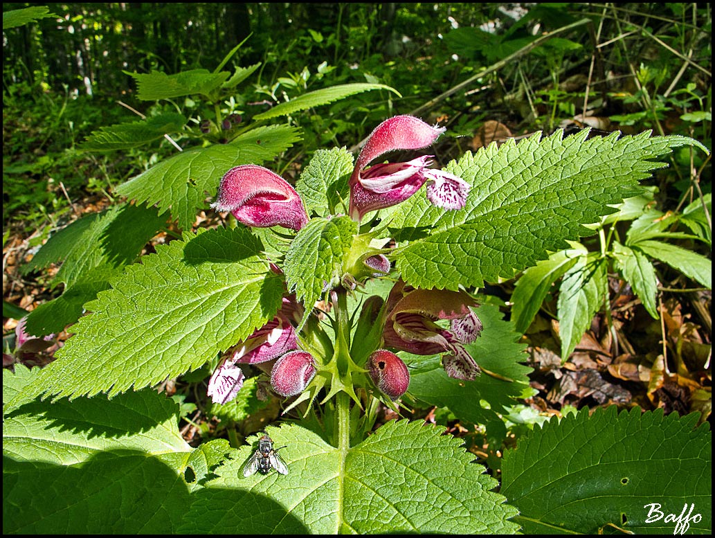 Lamium orvala / Falsa ortica maggiore